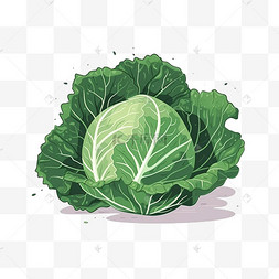 卡通手绘蔬菜生菜青菜