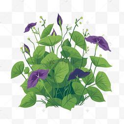 植物花朵紫色牵牛花叶子装饰扁平