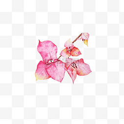 粉红色花朵图片_梅花朵手绘插画