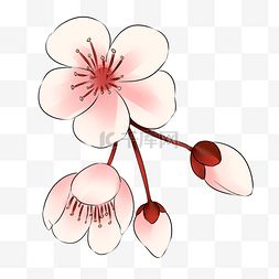 樱花花瓣插画图片_盛开的白色樱花插画