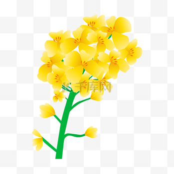 矢量免扣卡通油菜花