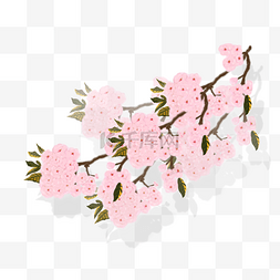 手绘樱花图片_樱花花枝PNG素材