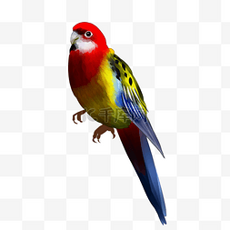 漂亮的彩色鹦鹉插图