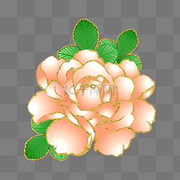 粉白玫瑰花卉