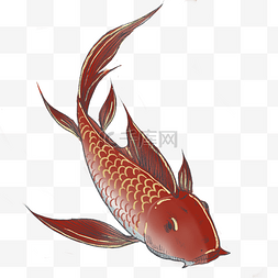 红色鲤鱼手绘插画