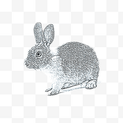 插画月兔图片_中秋节手绘素描月兔