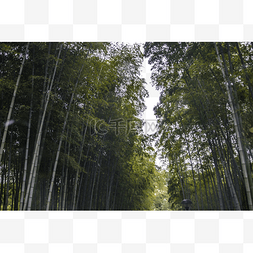 淡雅竹林图片_郁郁葱葱茂密的树林