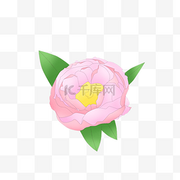 牡丹花卉插画图片_盛开的粉色牡丹插画