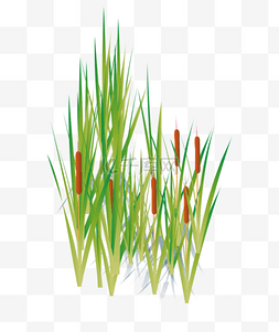 手绘插画风植物图片_矢量植物主题之芦苇草插画