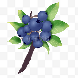 手绘水果蓝莓植物果实