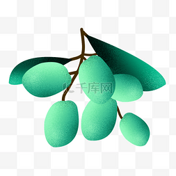 枝图片_青色橄榄果实物素材