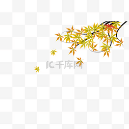 枫叶树枝素材图片_秋天枫叶插画