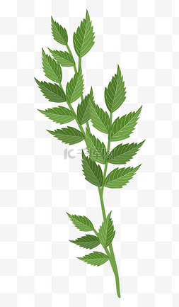 绿色树叶植物标本叶子