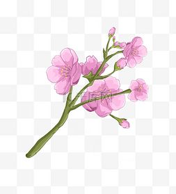 樱花花束卡通插画