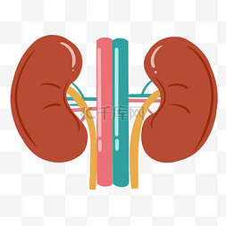 人体器官肾脏插画