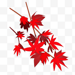 红色枫叶插画装饰