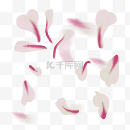 漂浮花瓣白色图片_白色漂浮花瓣