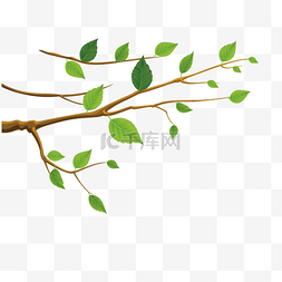 绿色树叶装饰图图片_绿树叶树枝漂浮下载