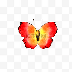 手绘卡通红色昆虫蝴蝶