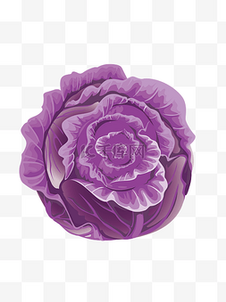 紫包菜图片_手绘蔬果紫包菜可商用元素