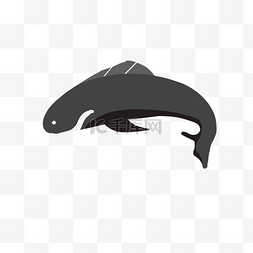  黑色鲨鱼