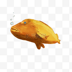 手绘吹泡泡的金色鱼