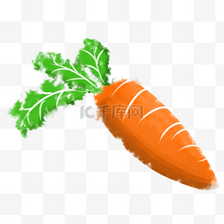 蔬菜胡萝卜大叶子
