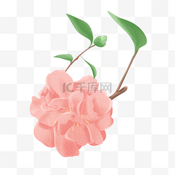 粉色花手绘花图片_手绘水彩粉色茶花