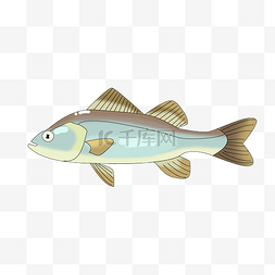 鲈鱼图片_手绘海鲜鲈鱼插画