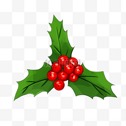 圣诞冬青树图片_手绘植物圣诞冬青树