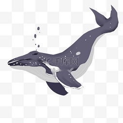 可爱卡通在游泳的座头鲸