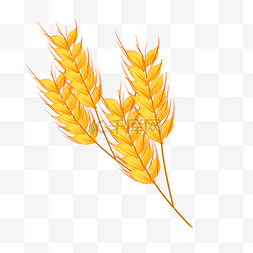 金色麦穗粮食麦子