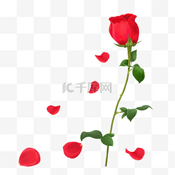 花瓣图片_手绘半写实向红色玫瑰花