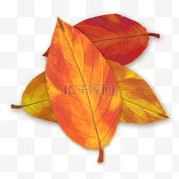 秋季秋天的树叶手绘通用小清新文