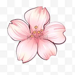 花儿粉色图片_一朵漂亮的樱花插图