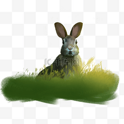 兔子草丛温暖灰兔免抠图手绘