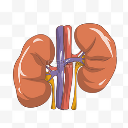 人体的血管图片_手绘人体器官肾脏插画