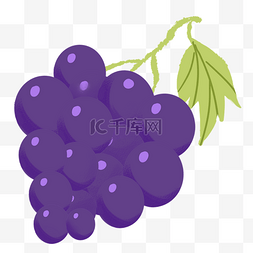 紫色的葡萄 