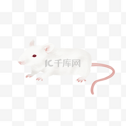 动物插画萌图片_可爱的小白鼠插画