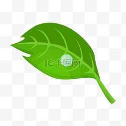 落水的叶子图片_落水珠的绿色叶子插画