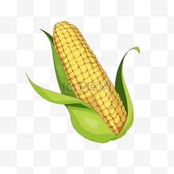 玉米图片_手绘一穗玉米插画
