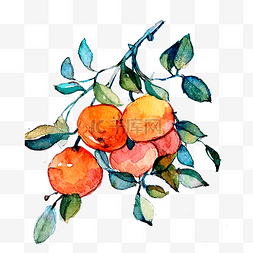 橘子橙子柑桔美味维生素春PNG