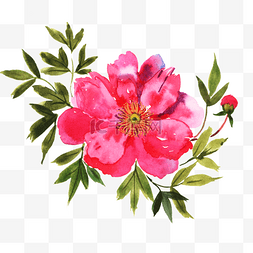 粉红色的花朵手绘