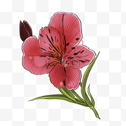 手绘粉色的花朵插画