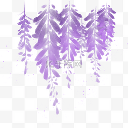 紫藤植物图片_紫色的紫藤手绘插画