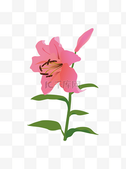 粉色百合花植物矢量素材