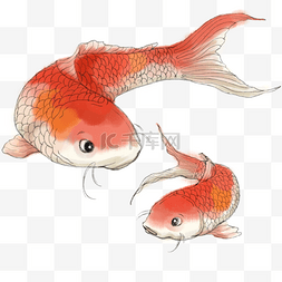红色锦鲤鱼图片_手绘红色锦鲤母子插画