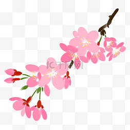 樱花手绘花图片_粉色的樱花装饰手绘