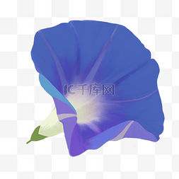 植物花卉图片_手绘植物花卉深蓝色牵牛花