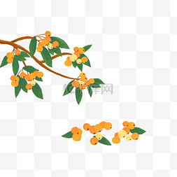 清叶子图片_枇杷树枝和枇杷PNG